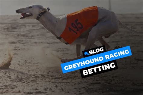 Greyhound Betting Strategy: Maximizing Your Chances of Winning.